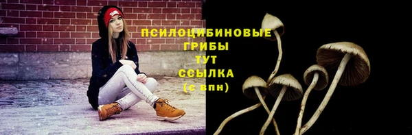 прущие грибы Гусиноозёрск