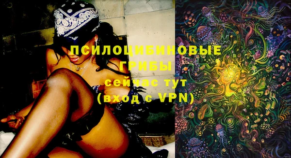 прущие грибы Гусиноозёрск